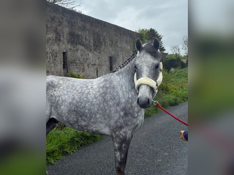 Connemara Caballo castrado 5 años 158 cm Tordo rodado in Sligo