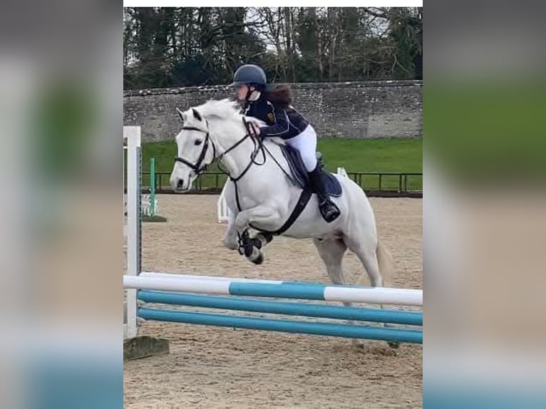 Connemara Caballo castrado 5 años 160 cm Tordo in Dublin