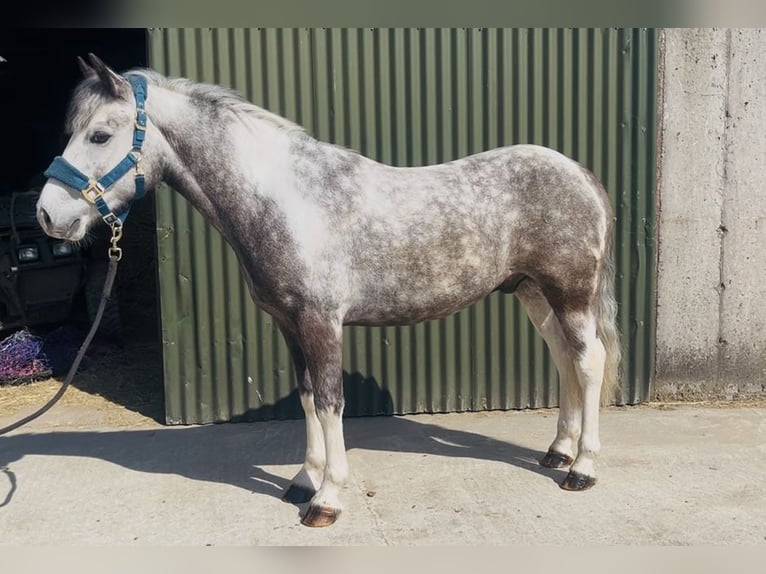 Connemara Caballo castrado 6 años 128 cm Porcelana in Sligo