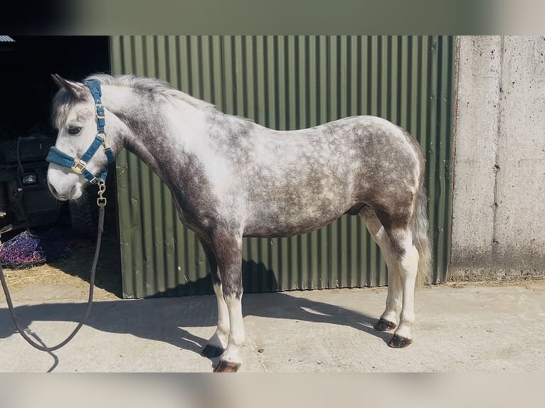Connemara Caballo castrado 6 años 128 cm Porcelana in Sligo