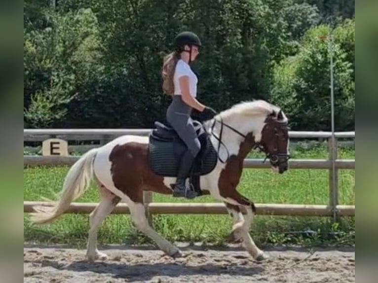 Connemara Caballo castrado 6 años 136 cm Pío in Gummern