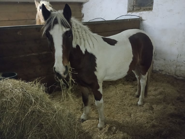 Connemara Caballo castrado 6 años 136 cm Pío in Kantnig