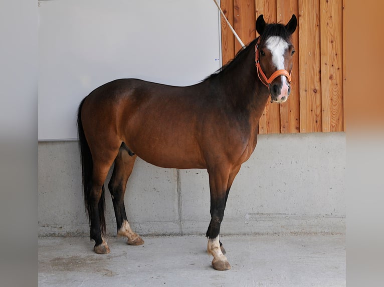 Connemara Caballo castrado 6 años 143 cm Castaño in Karlstadt