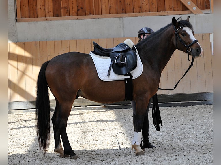 Connemara Caballo castrado 6 años 143 cm Castaño in Karlstadt