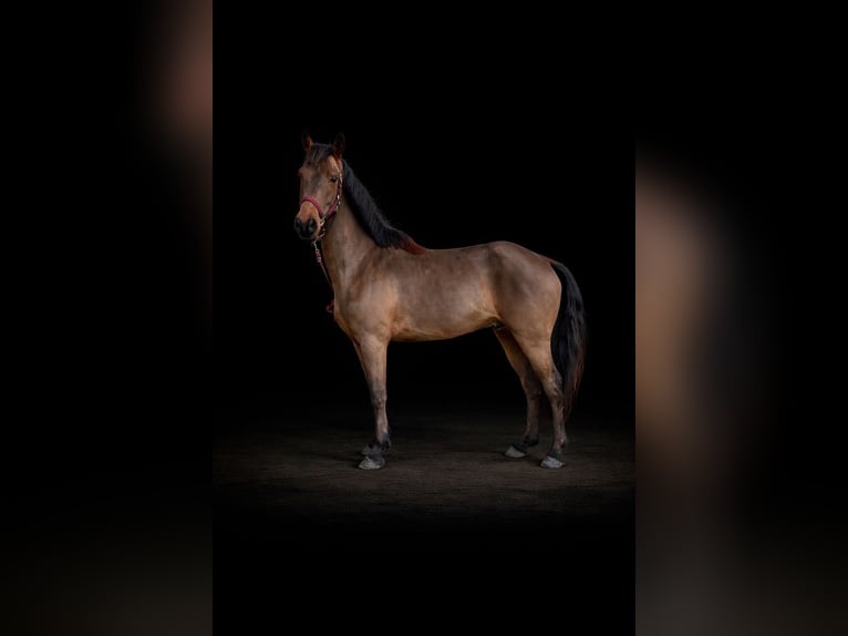 Connemara Caballo castrado 6 años 143 cm Castaño in La Rochefoucauld