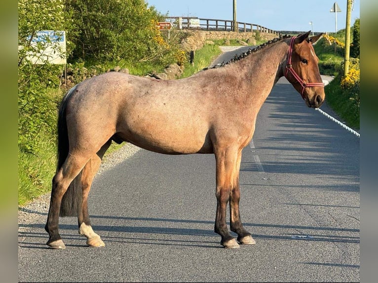 Connemara Caballo castrado 6 años 143 cm Ruano alazán in Sligo