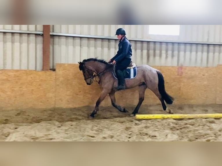 Connemara Caballo castrado 6 años 143 cm Ruano alazán in Sligo