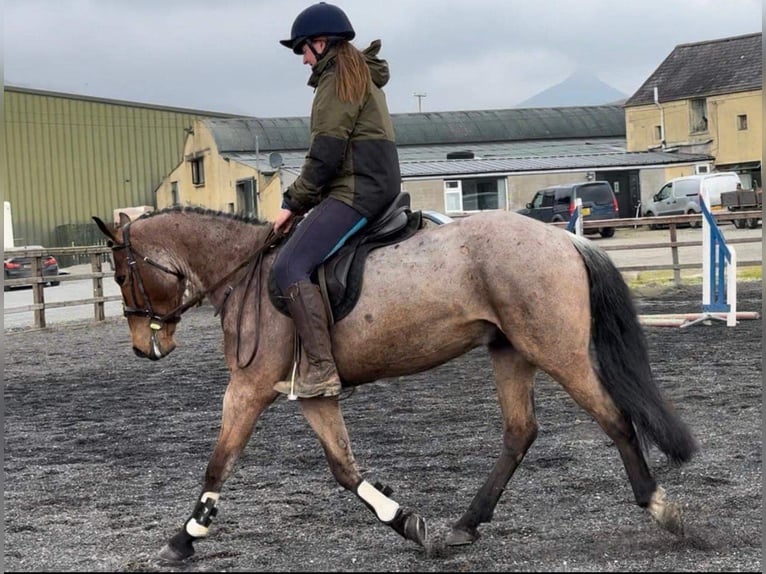 Connemara Caballo castrado 6 años 143 cm Ruano alazán in Sligo