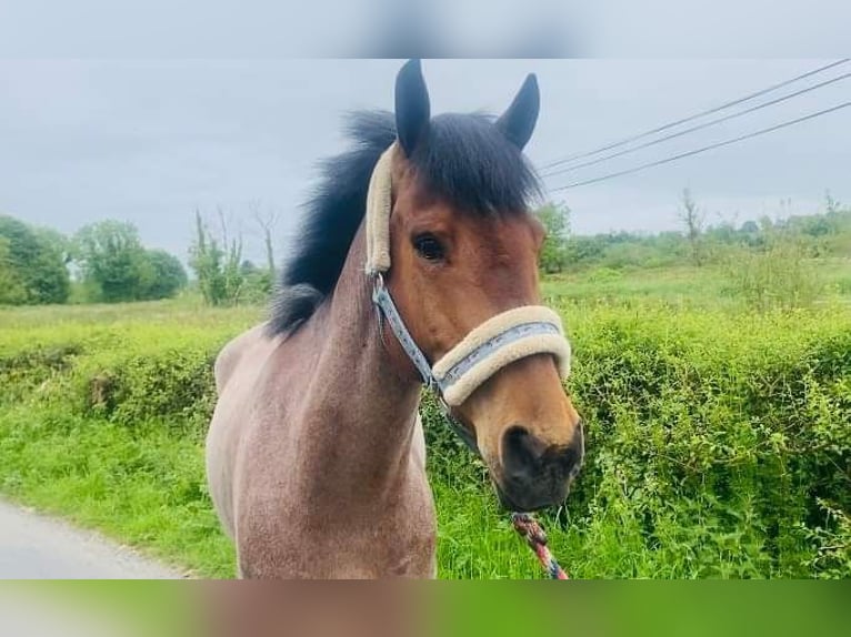 Connemara Caballo castrado 6 años 143 cm Ruano alazán in Sligo