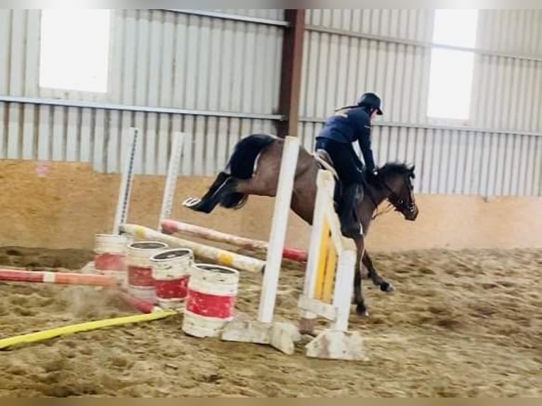 Connemara Caballo castrado 6 años 143 cm Ruano alazán in Sligo