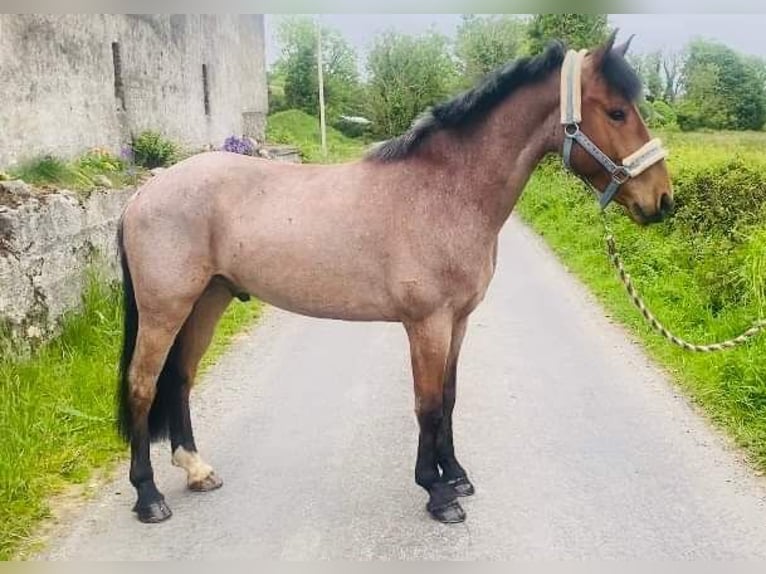 Connemara Caballo castrado 6 años 143 cm Ruano alazán in Sligo