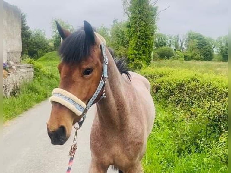 Connemara Caballo castrado 6 años 143 cm Ruano alazán in Sligo