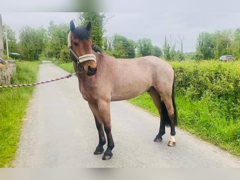 Connemara Caballo castrado 6 años 143 cm Ruano alazán in Sligo