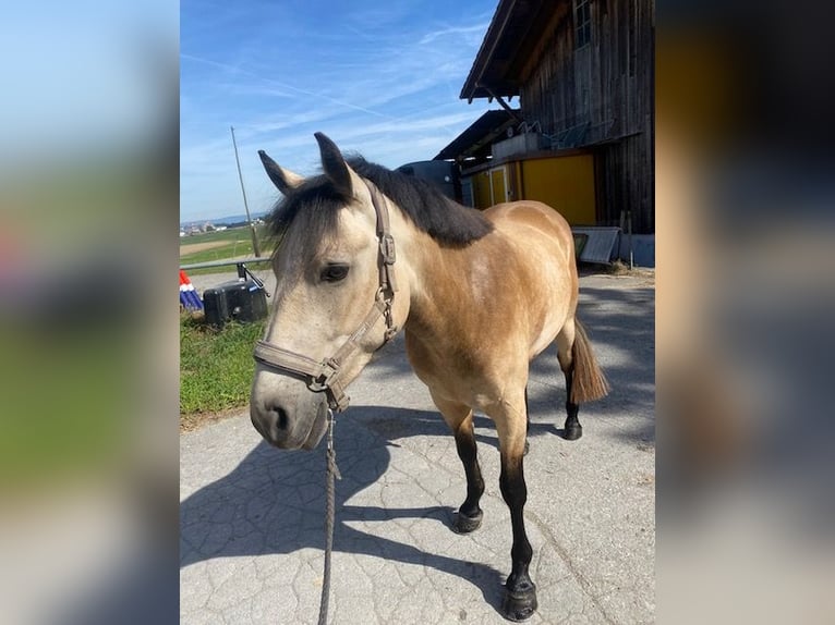 Connemara Caballo castrado 6 años 145 cm Bayo in Worblaufen
