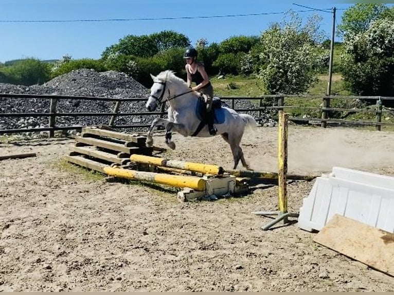 Connemara Caballo castrado 6 años 145 cm Tordo in Sligo
