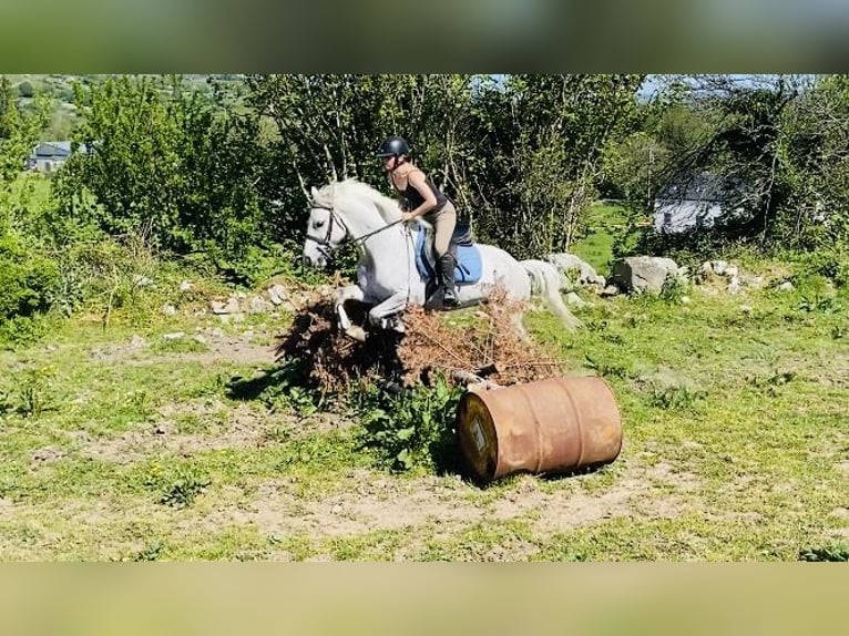 Connemara Caballo castrado 6 años 145 cm Tordo in Sligo