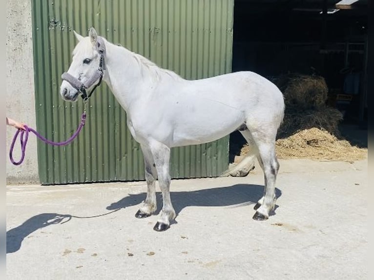 Connemara Caballo castrado 6 años 145 cm Tordo in Sligo