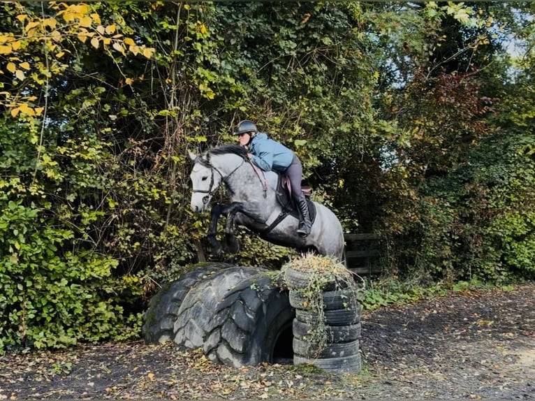Connemara Caballo castrado 6 años 145 cm Tordo rodado in Mountrath, Co. Laois