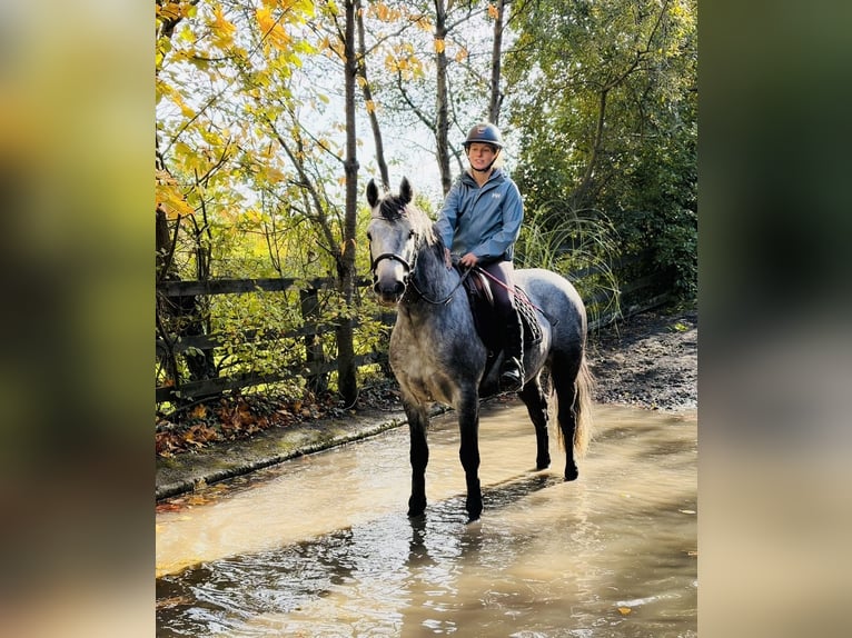 Connemara Caballo castrado 6 años 145 cm Tordo rodado in Mountrath, Co. Laois