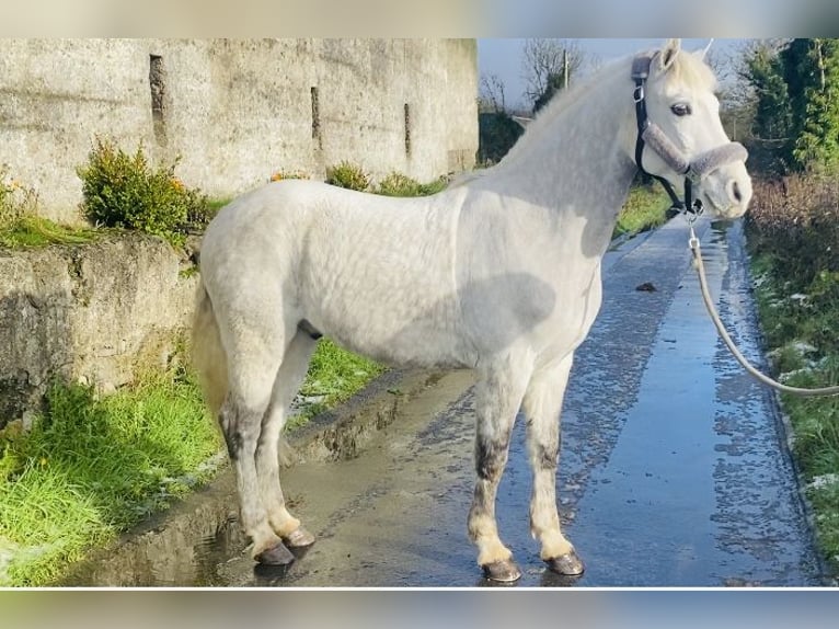 Connemara Caballo castrado 6 años 145 cm White/Blanco in Sligo