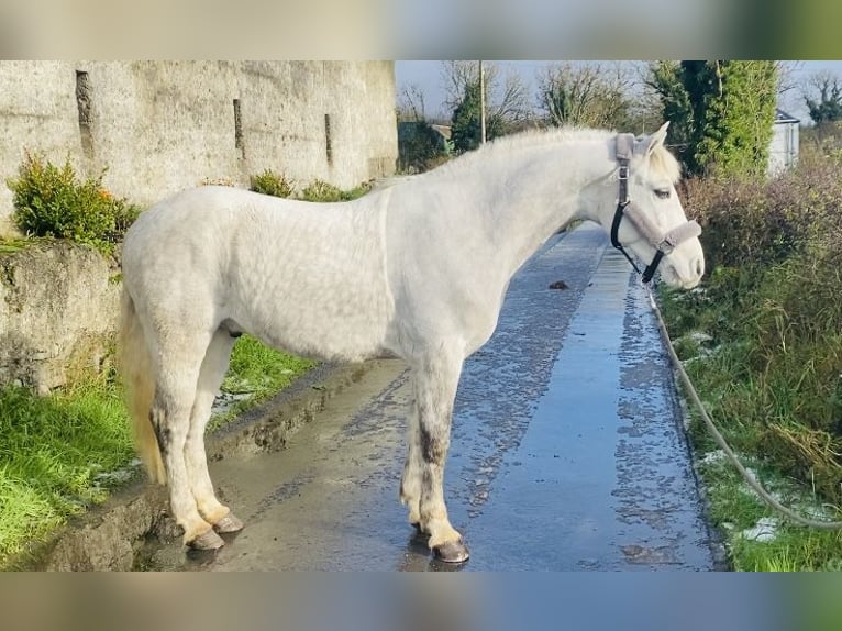 Connemara Caballo castrado 6 años 145 cm White/Blanco in Sligo