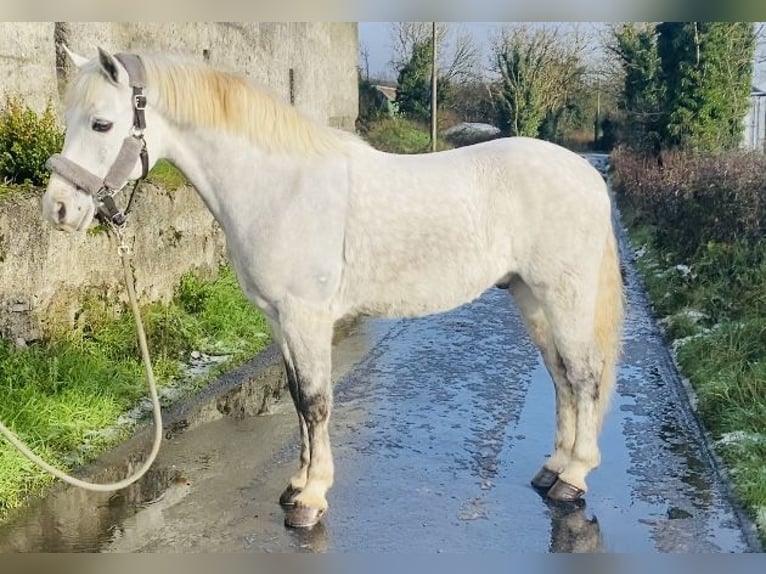 Connemara Caballo castrado 6 años 145 cm White/Blanco in Sligo