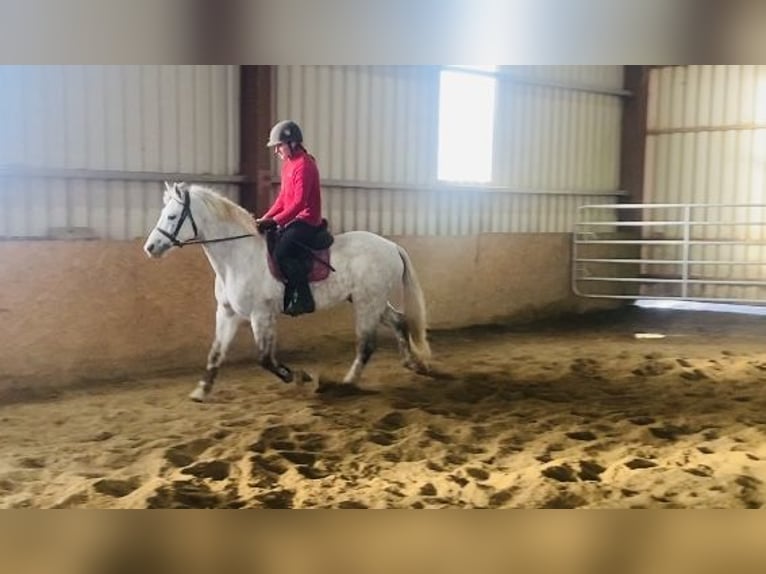 Connemara Caballo castrado 6 años 145 cm White/Blanco in Sligo