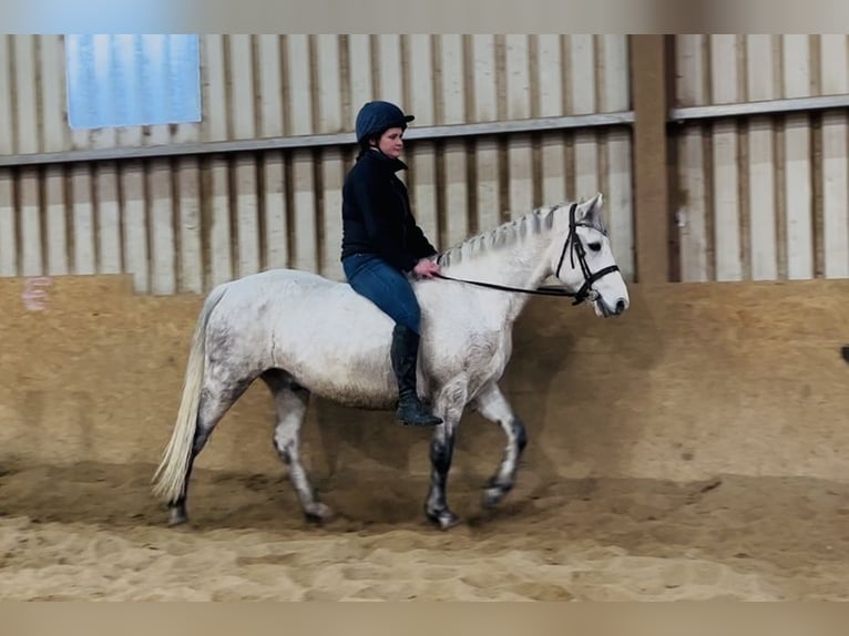 Connemara Caballo castrado 6 años 147 cm Tordo in Sligo
