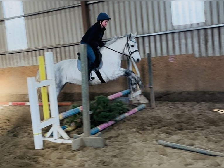 Connemara Caballo castrado 6 años 147 cm Tordo in Sligo