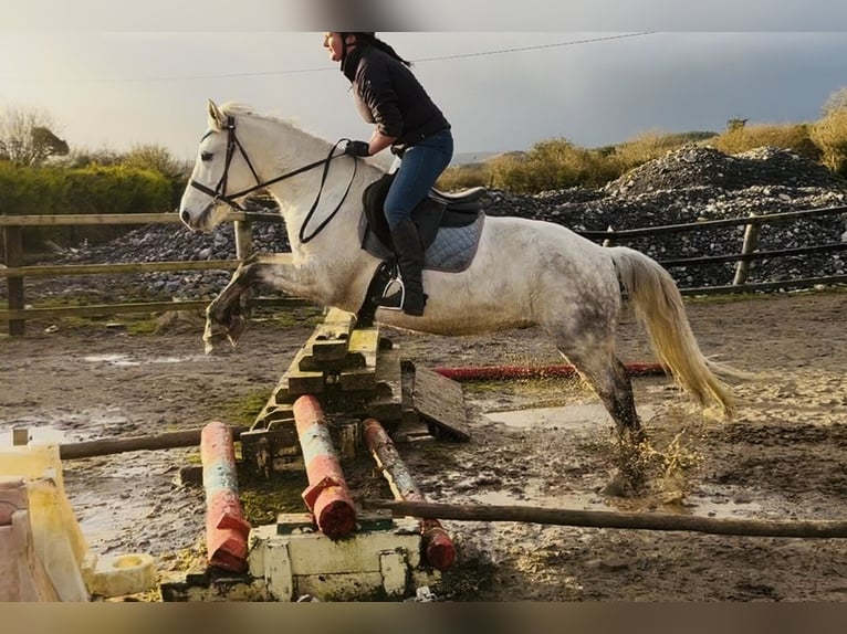 Connemara Caballo castrado 6 años 147 cm Tordo in Sligo