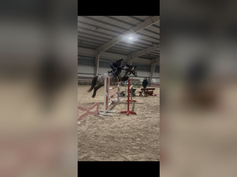 Connemara Caballo castrado 6 años 147 cm Tordo in Šumperk