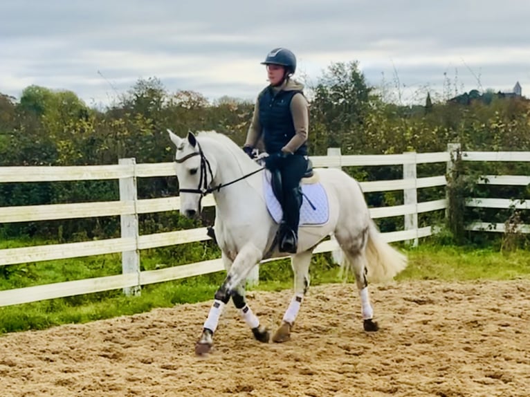 Connemara Caballo castrado 6 años 147 cm Tordo in Mountrath