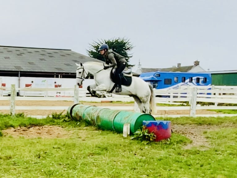 Connemara Caballo castrado 6 años 147 cm Tordo in Mountrath