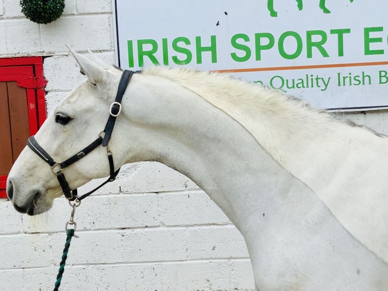 Connemara Caballo castrado 6 años 147 cm Tordo in Mountrath