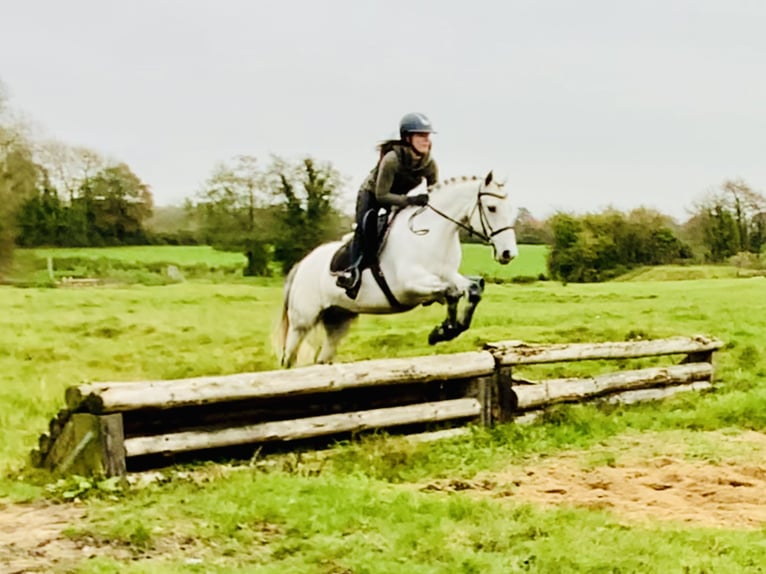 Connemara Caballo castrado 6 años 147 cm Tordo in Mountrath