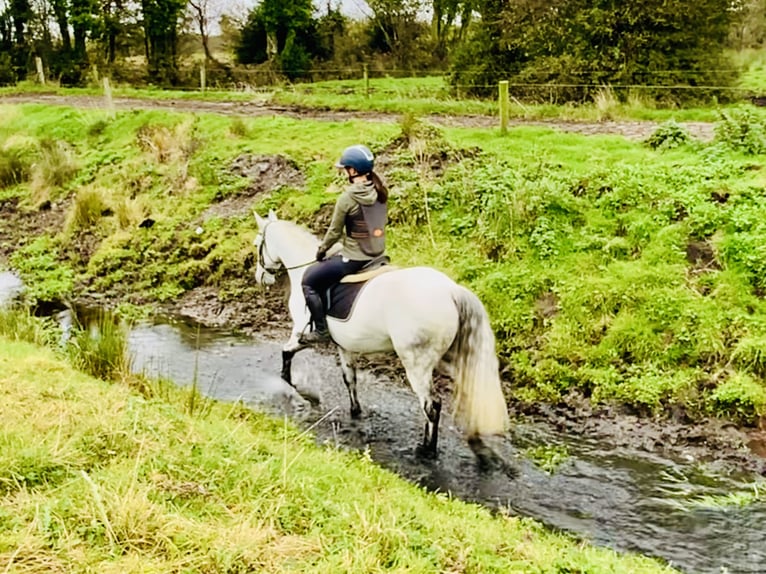 Connemara Caballo castrado 6 años 147 cm Tordo in Mountrath