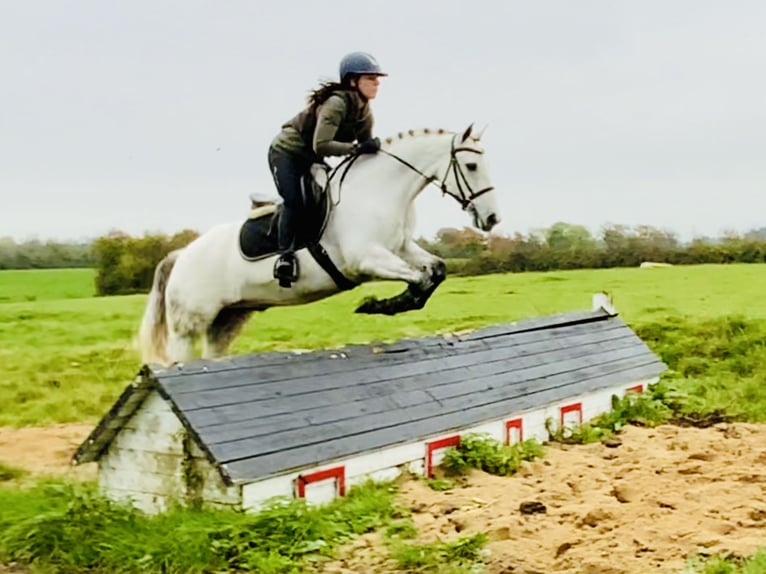 Connemara Caballo castrado 6 años 147 cm Tordo in Mountrath