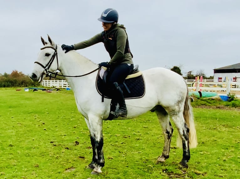 Connemara Caballo castrado 6 años 147 cm Tordo in Mountrath