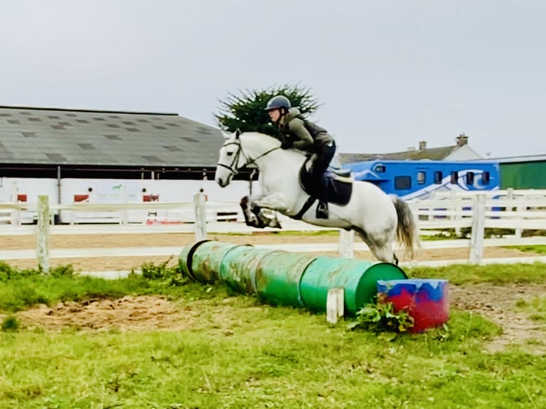 Connemara Caballo castrado 6 años 147 cm Tordo in Mountrath