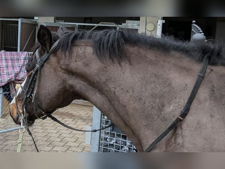 Connemara Caballo castrado 6 años 148 cm Castaño oscuro in Kradolf