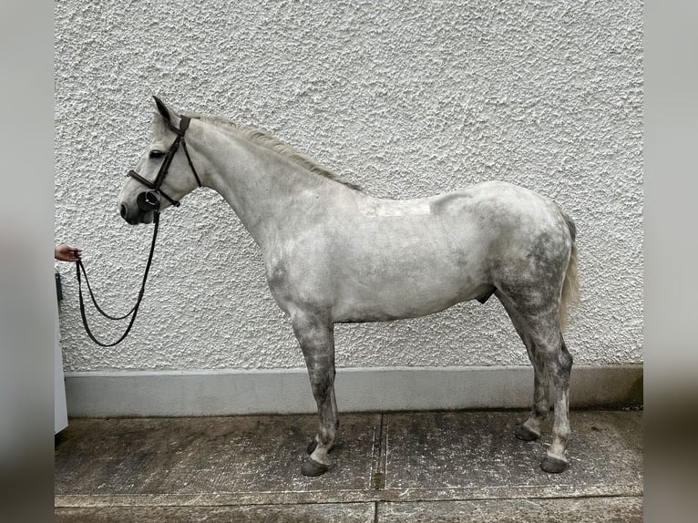Connemara Mestizo Caballo castrado 6 años 148 cm Castaño rojizo in Roscommon