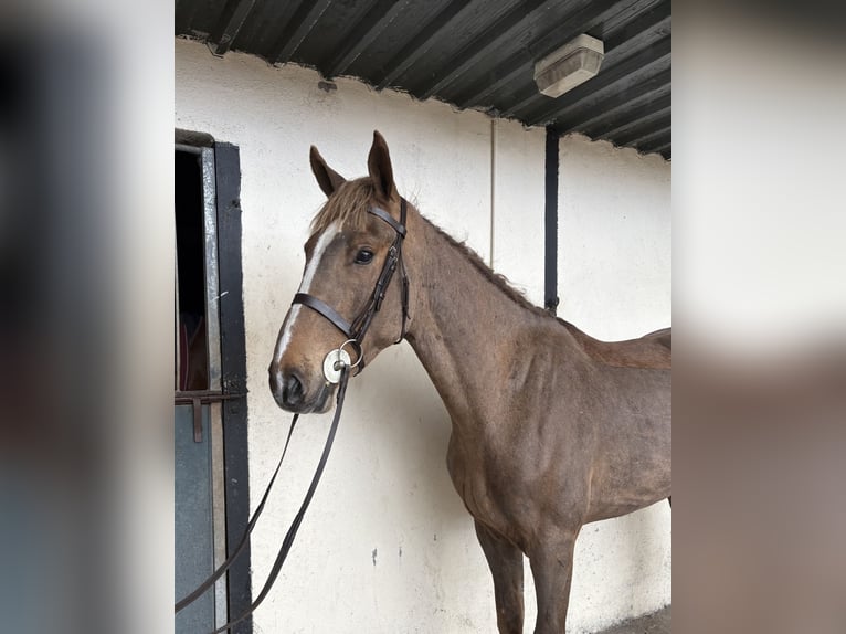 Connemara Mestizo Caballo castrado 6 años 148 cm Castaño rojizo in Roscommon