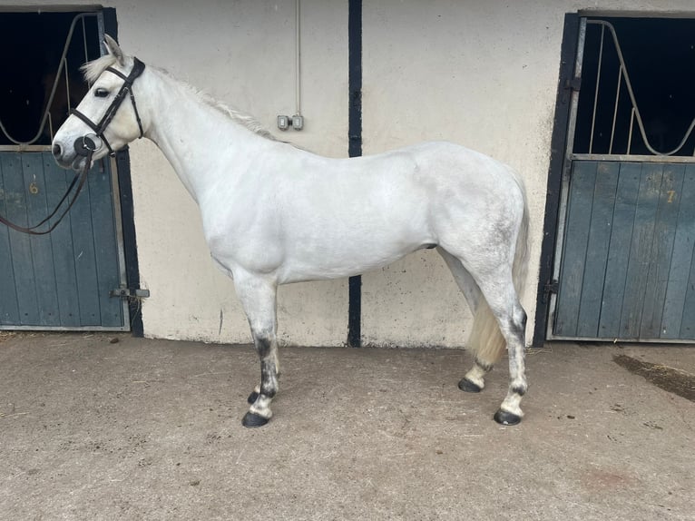 Connemara Mestizo Caballo castrado 6 años 148 cm Castaño rojizo in Roscommon