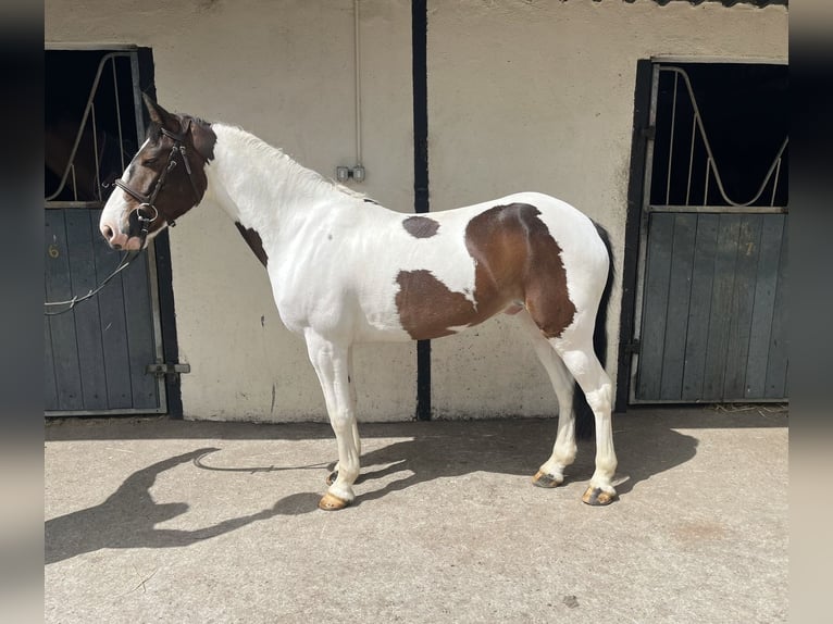 Connemara Mestizo Caballo castrado 6 años 148 cm Castaño rojizo in Roscommon