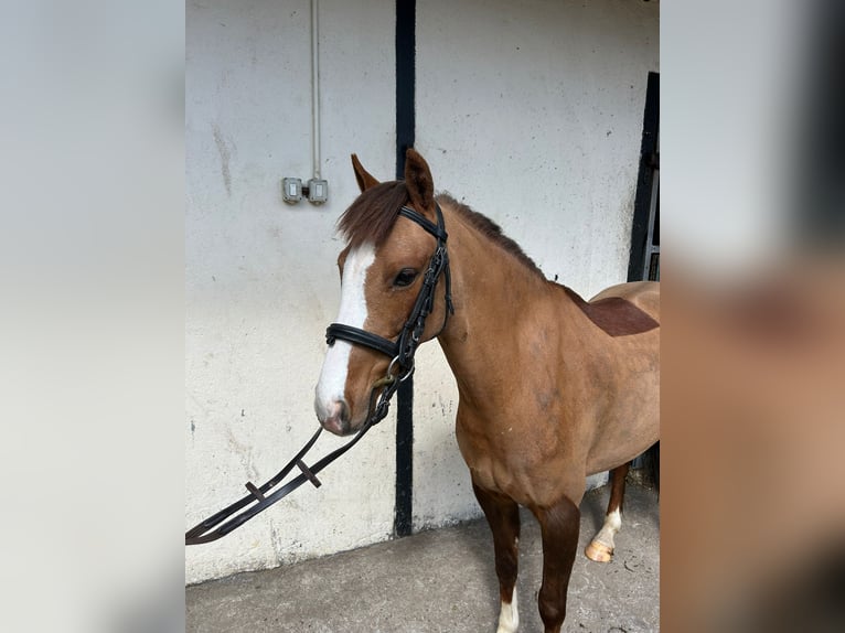 Connemara Mestizo Caballo castrado 6 años 148 cm Castaño rojizo in Roscommon