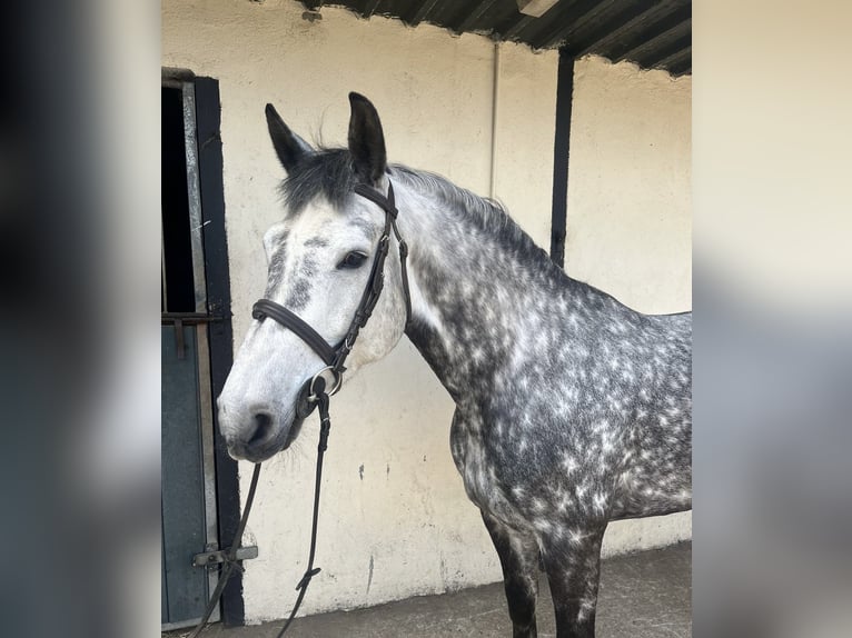 Connemara Mestizo Caballo castrado 6 años 148 cm Castaño rojizo in Roscommon
