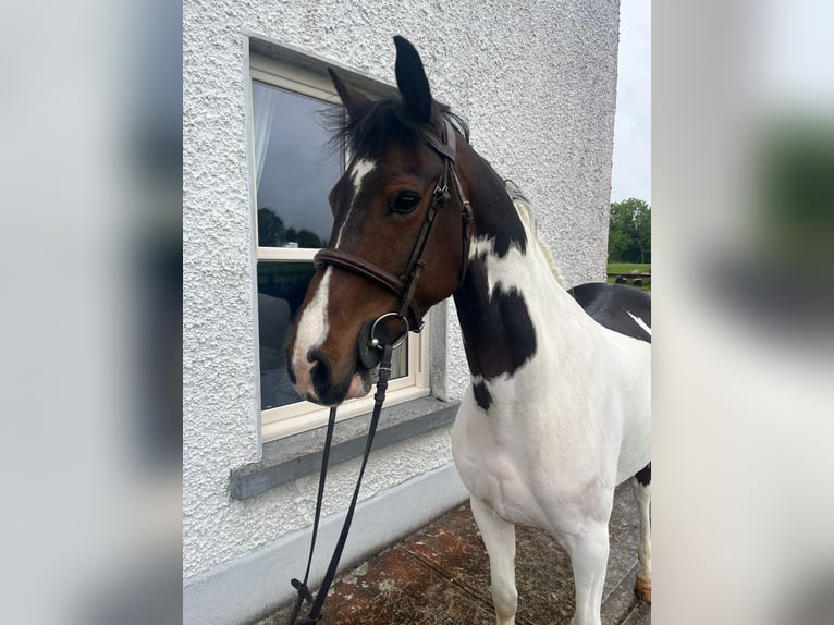 Connemara Mestizo Caballo castrado 6 años 148 cm Castaño rojizo in Roscommon