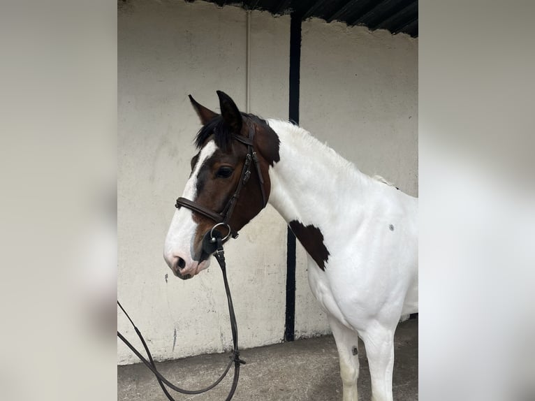Connemara Mestizo Caballo castrado 6 años 148 cm Castaño rojizo in Roscommon