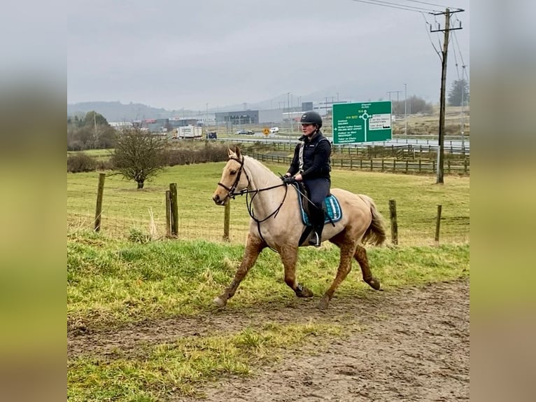 Connemara Caballo castrado 6 años 148 cm Palomino in Sligo