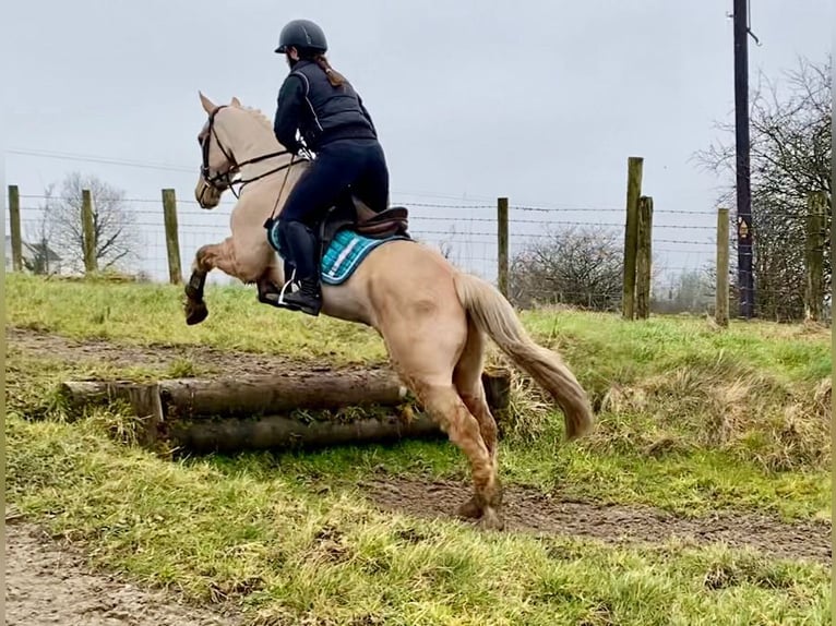 Connemara Caballo castrado 6 años 148 cm Palomino in Sligo